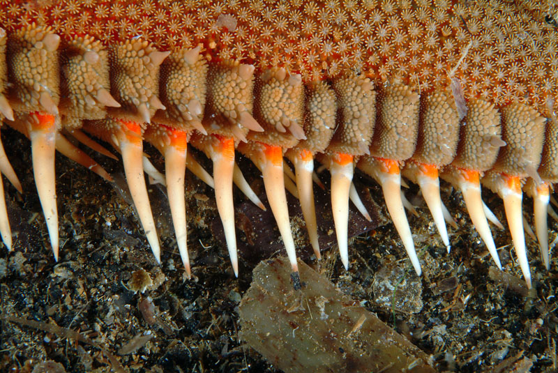 Astropecten irregularis e Astropecten aranciacus